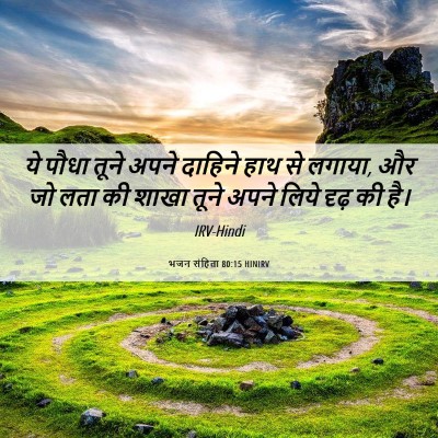 Picture 06 - भजन संहिता 80:15 HINIRV - ये पौधा तूने अपने - Bible Verse Picture