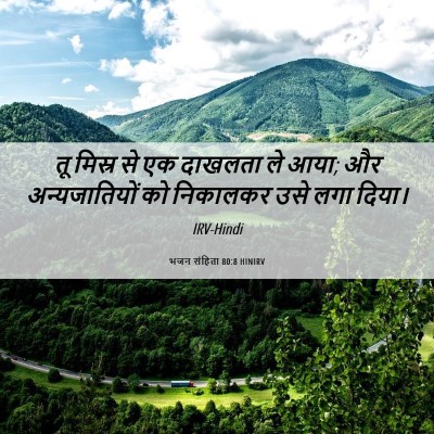 Picture 06 - भजन संहिता 80:8 HINIRV - तू मिस्र से एक - Bible Verse Picture