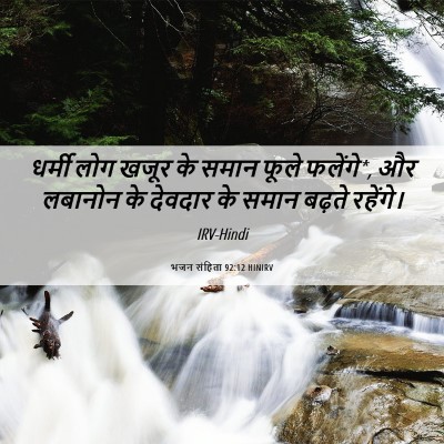 Picture 06 - भजन संहिता 92:12 HINIRV - धर्मी लोग खजूर के - Bible Verse Picture