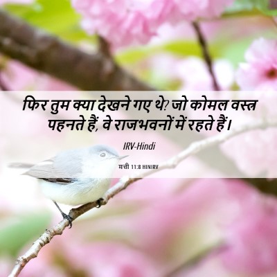 Picture 06 - मत्ती 11:8 HINIRV - फिर तुम क्या देखने - Bible Verse Picture