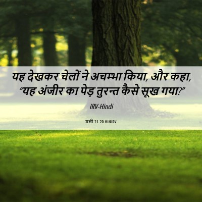 Picture 06 - मत्ती 21:20 HINIRV - यह देखकर चेलों ने - Bible Verse Picture