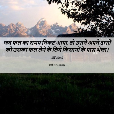 Picture 06 - मत्ती 21:34 HINIRV - जब फल का समय निकट - Bible Verse Picture