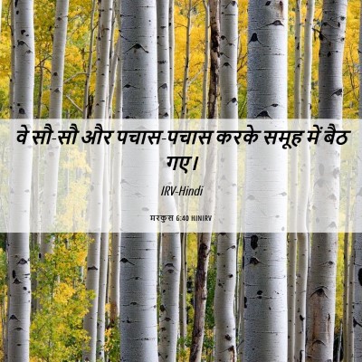 Picture 06 - मरकुस 6:40 HINIRV - वे सौ-सौ और - Bible Verse Picture