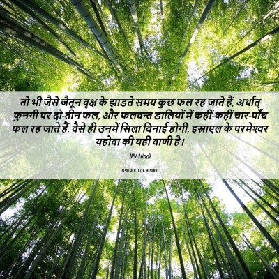 Picture 06 - यशायाह 17:6 HINIRV - तो भी जैसे जैतून - Bible Verse Picture