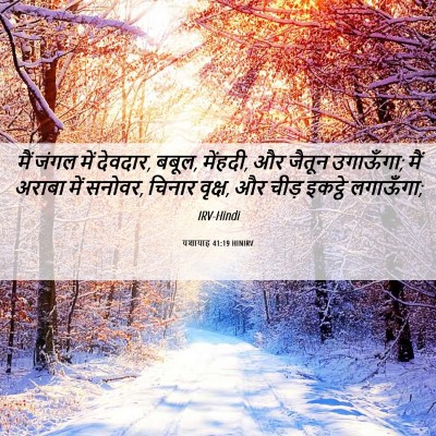 Picture 06 - यशायाह 41:19 HINIRV - मैं जंगल में - Bible Verse Picture