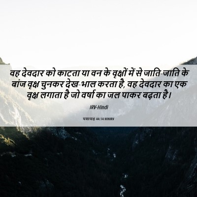 Picture 06 - यशायाह 44:14 HINIRV - वह देवदार को काटता - Bible Verse Picture