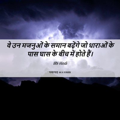 Picture 06 - यशायाह 44:4 HINIRV - वे उन मजनुओं के - Bible Verse Picture