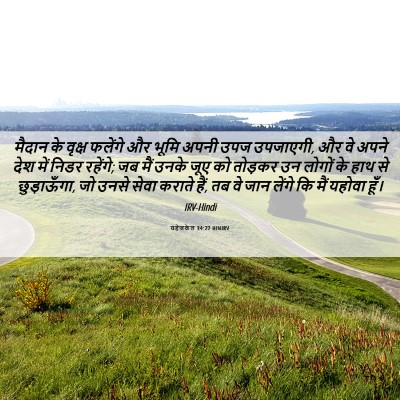 Picture 06 - यहेजकेल 34:27 HINIRV - मैदान के वृक्ष - Bible Verse Picture