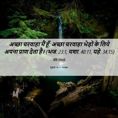 Picture 06 - यूहन्ना 10:11 HINIRV - अच्छा चरवाहा मैं - Bible Verse Picture