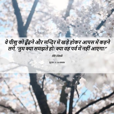 Picture 06 - यूहन्ना 11:56 HINIRV - वे यीशु को ढूँढ़ने - Bible Verse Picture