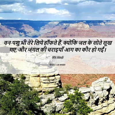 Picture 06 - योएल 1:20 HINIRV - वन-पशु भी तेरे लिये - Bible Verse Picture
