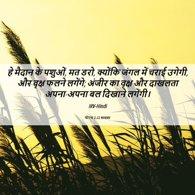 Picture 06 - योएल 2:22 HINIRV - हे मैदान के पशुओं, - Bible Verse Picture