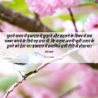 Picture 06 - रूत 4:7 HINIRV - पुराने समय में - Bible Verse Picture
