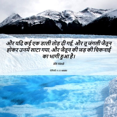 Picture 06 - रोमियों 11:17 HINIRV - और यदि कई एक डाली - Bible Verse Picture