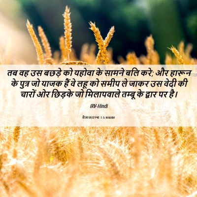 Picture 06 - लैव्यव्यवस्था 1:5 HINIRV - तब वह उस बछड़े को - Bible Verse Picture