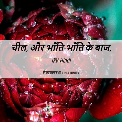 Picture 06 - लैव्यव्यवस्था 11:14 HINIRV - चील, और भाँति-भाँति - Bible Verse Picture
