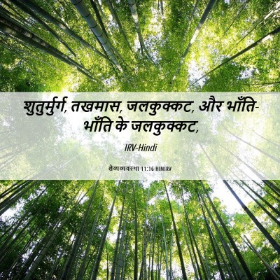 Picture 06 - लैव्यव्यवस्था 11:16 HINIRV - शुतुर्मुर्ग, - Bible Verse Picture