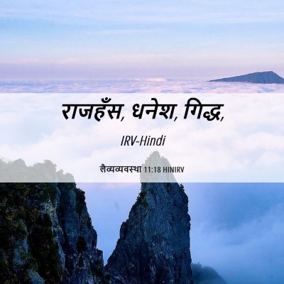 Picture 06 - लैव्यव्यवस्था 11:18 HINIRV - राजहँस, धनेश, - Bible Verse Picture