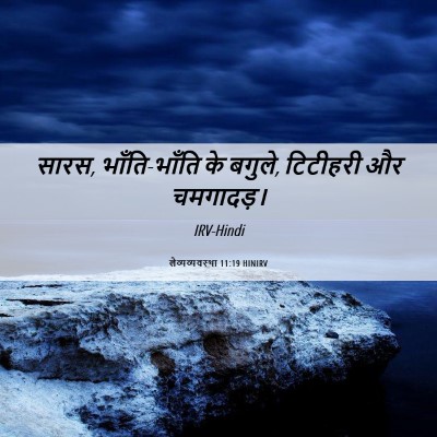 Picture 06 - लैव्यव्यवस्था 11:19 HINIRV - सारस, भाँति-भाँति - Bible Verse Picture