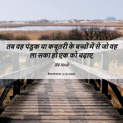 Picture 06 - लैव्यव्यवस्था 14:30 HINIRV - तब वह पंडुक या - Bible Verse Picture