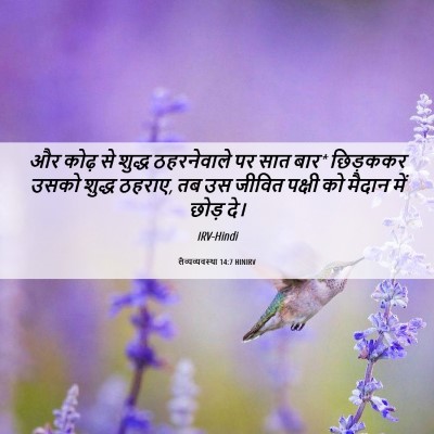 Picture 06 - लैव्यव्यवस्था 14:7 HINIRV - और कोढ़ से शुद्ध - Bible Verse Picture
