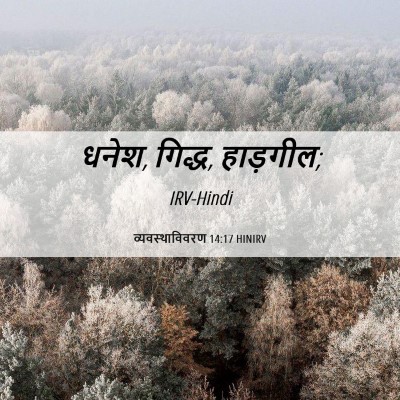 Picture 06 - व्यवस्थाविवरण 14:17 HINIRV - धनेश, गिद्ध, - Bible Verse Picture