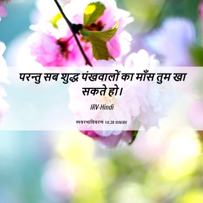 Picture 06 - व्यवस्थाविवरण 14:20 HINIRV - परन्तु सब शुद्ध - Bible Verse Picture