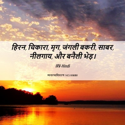Picture 06 - व्यवस्थाविवरण 14:5 HINIRV - हिरन, चिकारा, मृग, - Bible Verse Picture