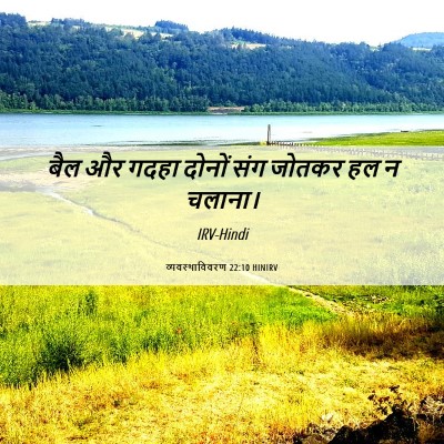 Picture 06 - व्यवस्थाविवरण 22:10 HINIRV - बैल और गदहा दोनों - Bible Verse Picture