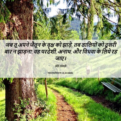 Picture 06 - व्यवस्थाविवरण 24:20 HINIRV - जब तू अपने जैतून के - Bible Verse Picture