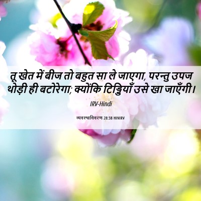 Picture 06 - व्यवस्थाविवरण 28:38 HINIRV - तू खेत में बीज तो - Bible Verse Picture