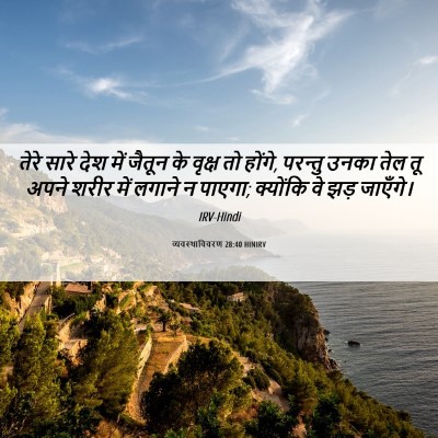 Picture 06 - व्यवस्थाविवरण 28:40 HINIRV - तेरे सारे देश में - Bible Verse Picture