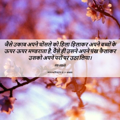 Picture 06 - व्यवस्थाविवरण 32:11 HINIRV - जैसे उकाब अपने - Bible Verse Picture