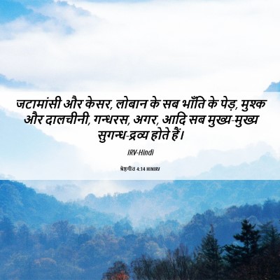 Picture 06 - श्रेष्ठगीत 4:14 HINIRV - जटामांसी और केसर, - Bible Verse Picture