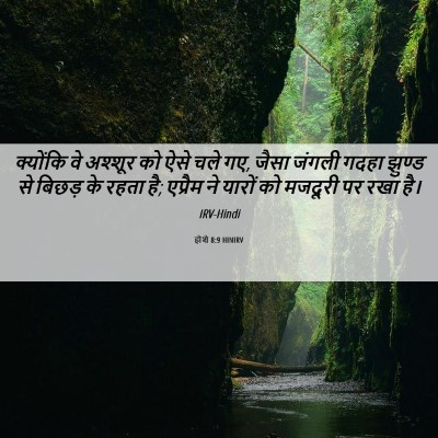 Picture 06 - होशे 8:9 HINIRV - क्योंकि वे अश्शूर - Bible Verse Picture