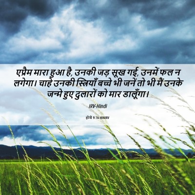 Picture 06 - होशे 9:16 HINIRV - एप्रैम मारा हुआ है, - Bible Verse Picture