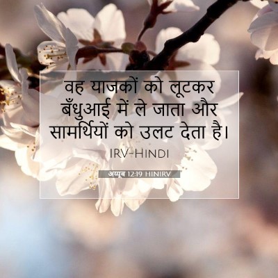 Picture 07 - अय्यूब 12:19 HINIRV - वह याजकों को लूटकर - Bible Verse Picture