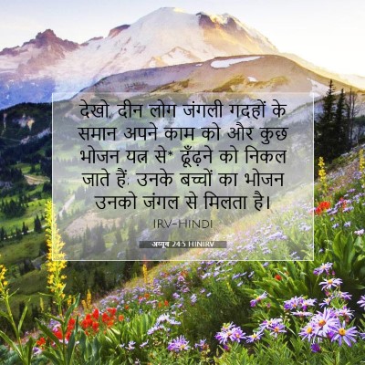 Picture 07 - अय्यूब 24:5 HINIRV - देखो, दीन लोग जंगली - Bible Verse Picture