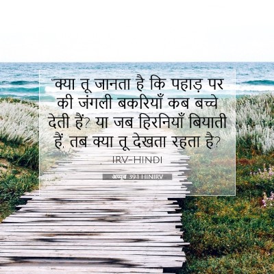 Picture 07 - अय्यूब 39:1 HINIRV - “क्या तू जानता है - Bible Verse Picture