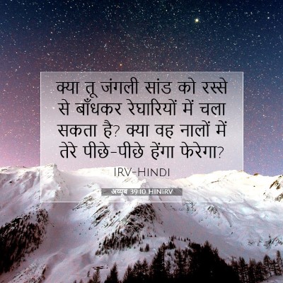 Picture 07 - अय्यूब 39:10 HINIRV - क्या तू जंगली सांड - Bible Verse Picture