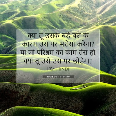 Picture 07 - अय्यूब 39:11 HINIRV - क्या तू उसके बड़े - Bible Verse Picture