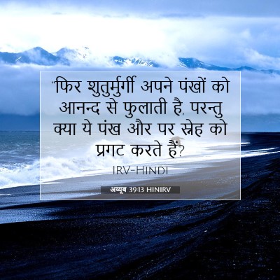 Picture 07 - अय्यूब 39:13 HINIRV - “फिर शुतुर्मुर्गी - Bible Verse Picture