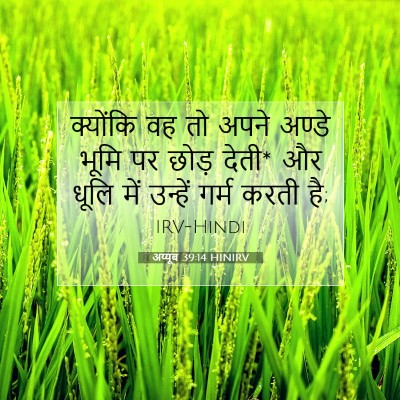 Picture 07 - अय्यूब 39:14 HINIRV - क्योंकि वह तो अपने - Bible Verse Picture