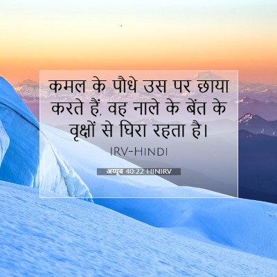 Picture 07 - अय्यूब 40:22 HINIRV - कमल के पौधे उस पर - Bible Verse Picture