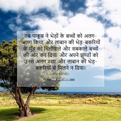 Picture 07 - उत्पत्ति 30:40 HINIRV - तब याकूब ने भेड़ों - Bible Verse Picture