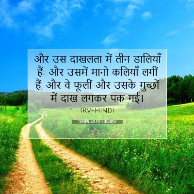 Picture 07 - उत्पत्ति 40:10 HINIRV - और उस दाखलता में - Bible Verse Picture