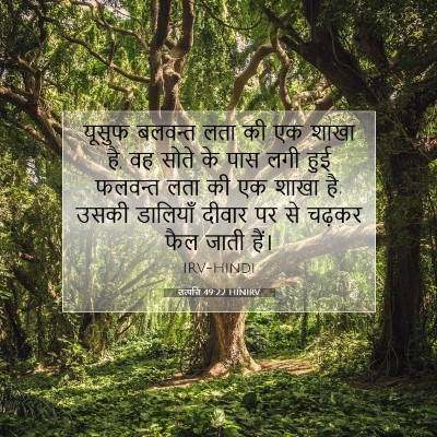 Picture 07 - उत्पत्ति 49:22 HINIRV - यूसुफ बलवन्त लता - Bible Verse Picture
