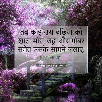 Picture 07 - गिनती 19:5 HINIRV - तब कोई उस बछिया को - Bible Verse Picture