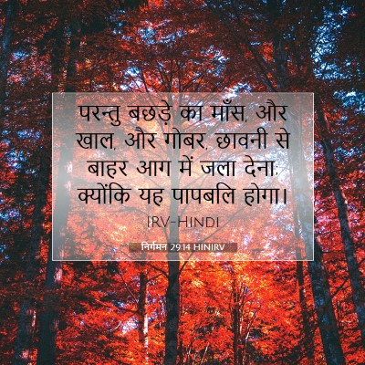Picture 07 - निर्गमन 29:14 HINIRV - परन्तु बछड़े का - Bible Verse Picture