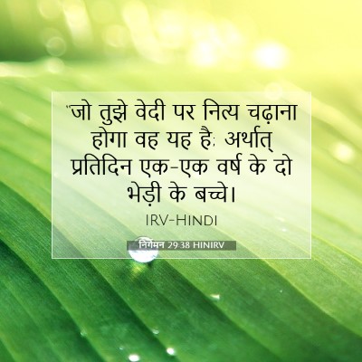 Picture 07 - निर्गमन 29:38 HINIRV - “जो तुझे वेदी पर - Bible Verse Picture